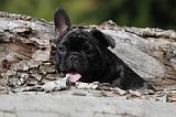 BOULEDOGUE FRANCAIS 696